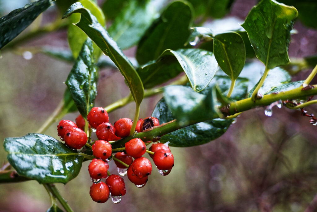 Fruits