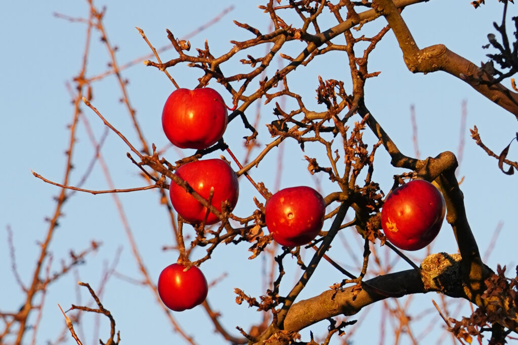 Fruits