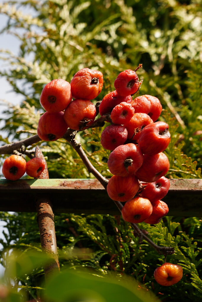 Fruits