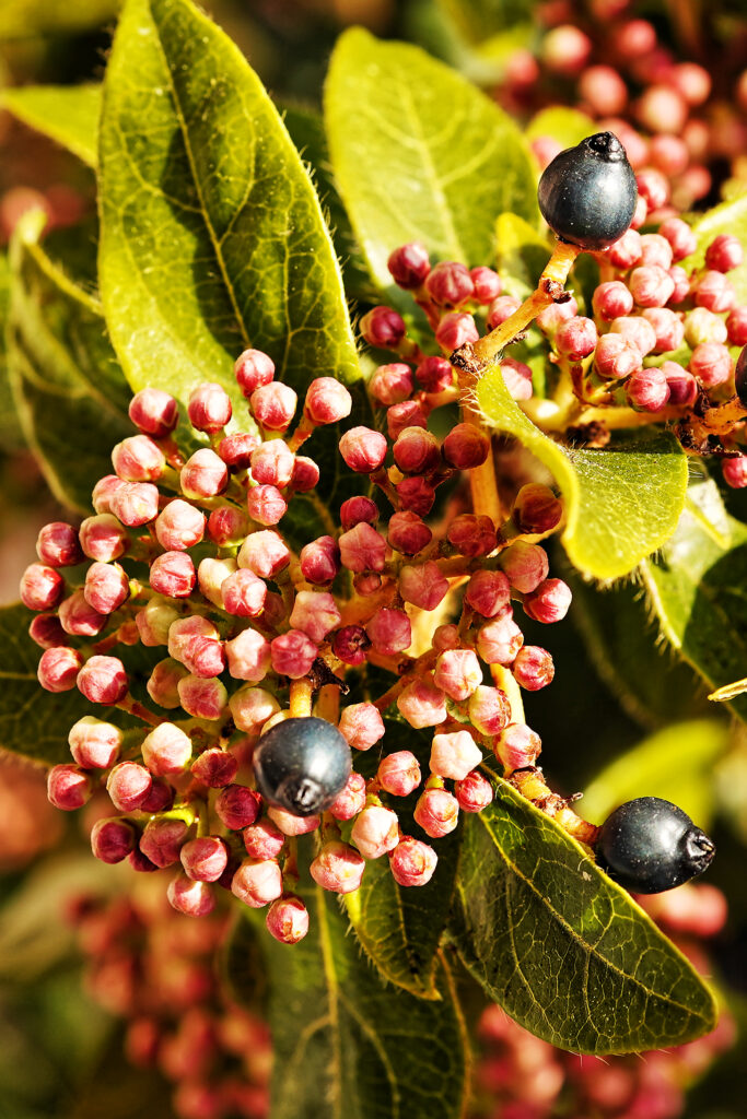 Fruits