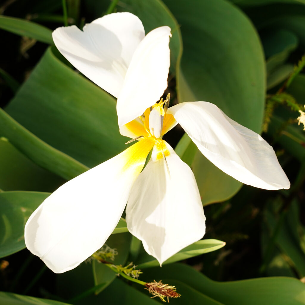 Fleurs