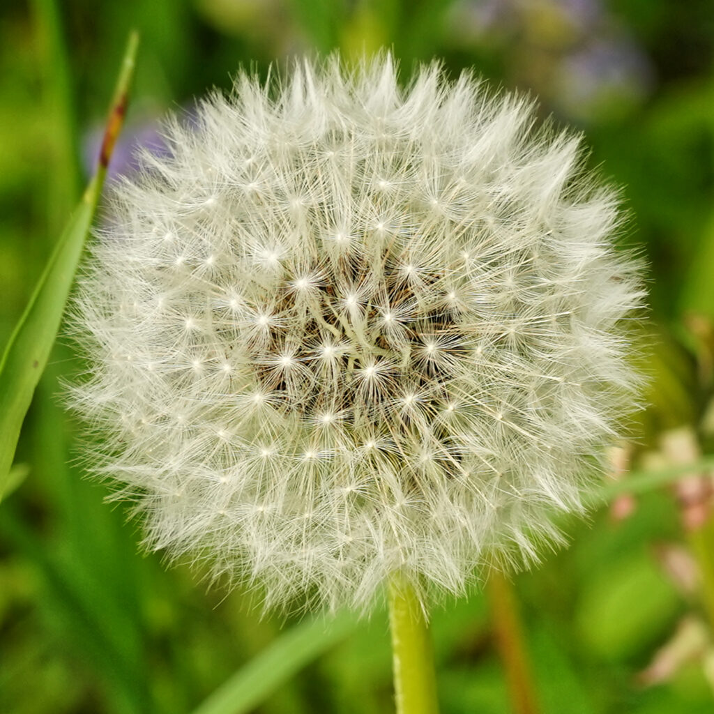 Fleurs